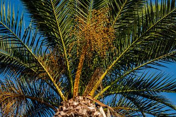 Tropische Palmboom van Willem de Jongh