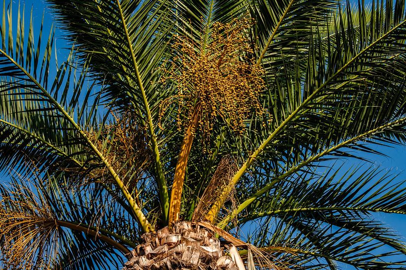 Tropical Palm Tree by Willem de Jongh