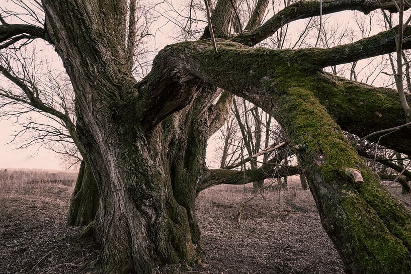 mossy tree by Bert-Jan de Wagenaar