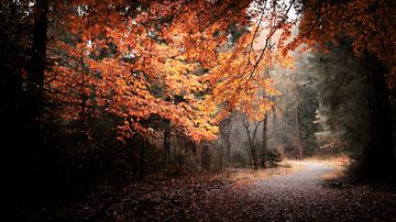 Herfstkleuren van Nederland
