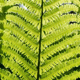 Details eines leuchtend grünen Farnblattes von Adriana Müller