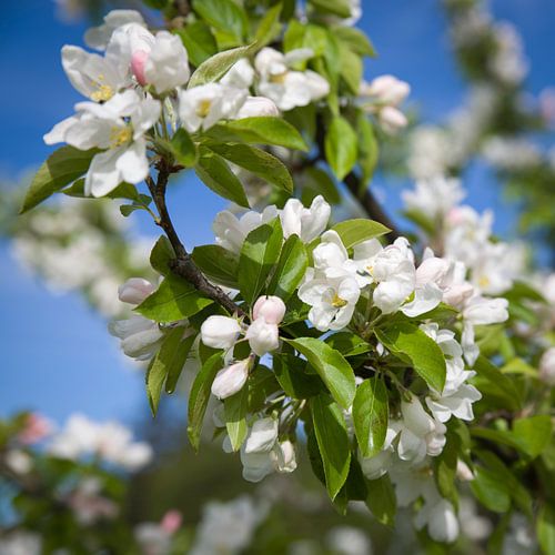 Ontdek de Magie van Bloesem – Verander Je Interieur met Deze Betoverende Foto