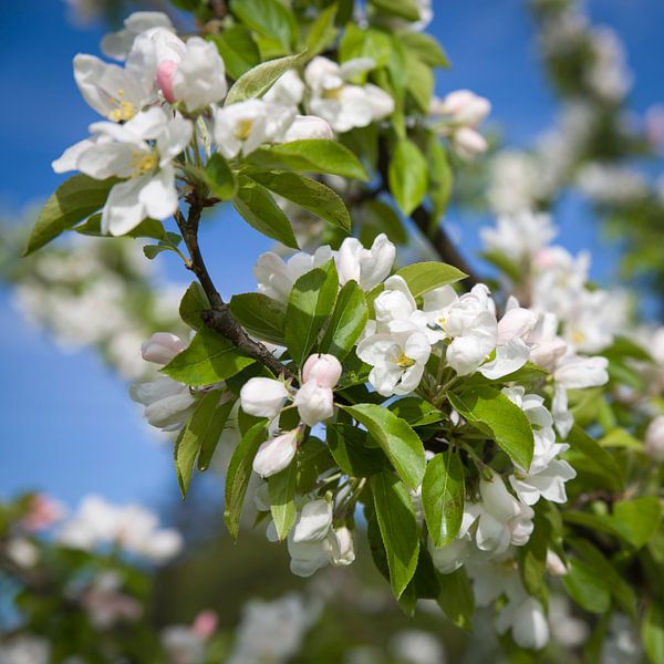 Entdecken Sie den Zauber der Blüte - verändern Sie Ihr Interieur mit diesem bezaubernden Foto von Eriks Photoshop