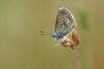 Incarusblauwtje
