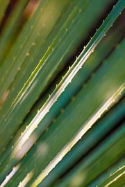 Plant abstract in the sun by Marianne Eggink - Photography and digital art
