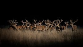 Group of red deer in the field. by Albert Beukhof