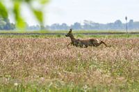 Reebok / Cerf masculin