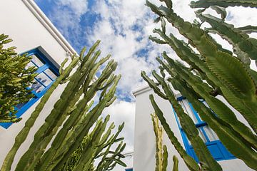 Cactussen voor witte huizen met blauwe ramen van Peter de Kievith Fotografie