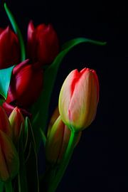 Picturesque elegant tulips