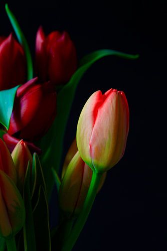 Picturesque elegant tulips