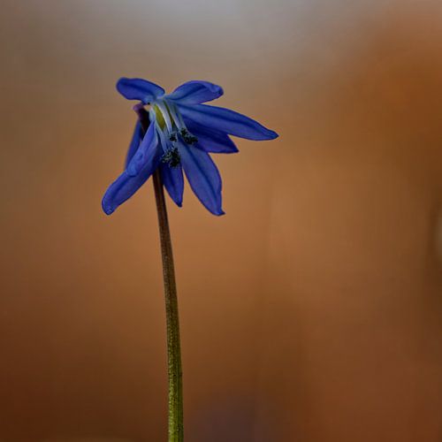 Bloem van de oosterse sterhyacint