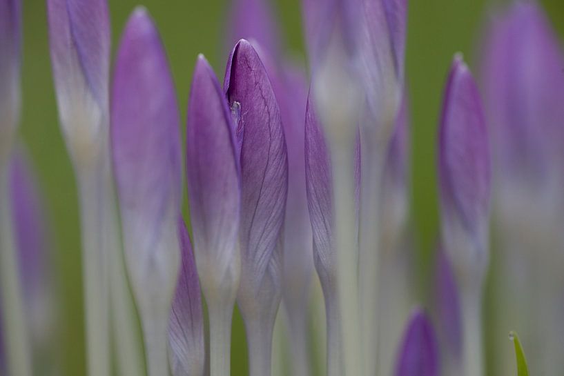 Purple crocuses by Ronald Wilfred Jansen