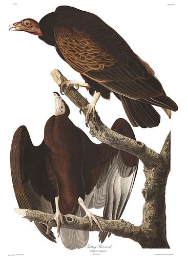 Roodkopgier