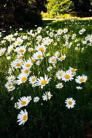 Gänseblümchen-Feld von Prints by Eef