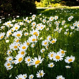 daisy field by Prints by Eef