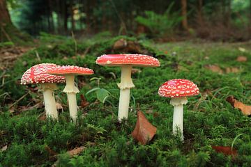 Vliegenzwam (Amanita muscaria), ook rode vliegenzwam Duitsland van Frank Fichtmüller