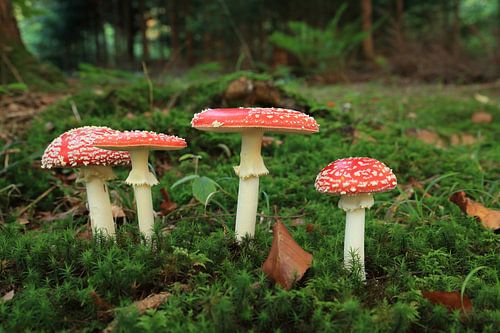 Vliegenzwam (Amanita muscaria), ook rode vliegenzwam Duitsland