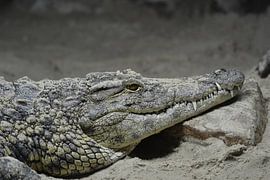 Krokodil by Sascha van Dam