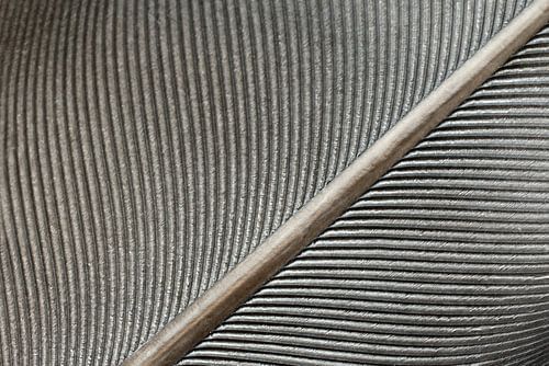 Structure d'une plume