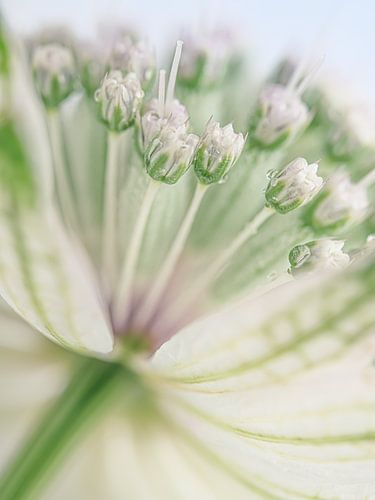 Pastel: Astrantia major (Zeeuws knoopje)