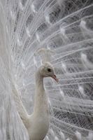 Witte pauw