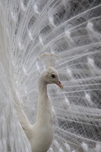 Witte pauw