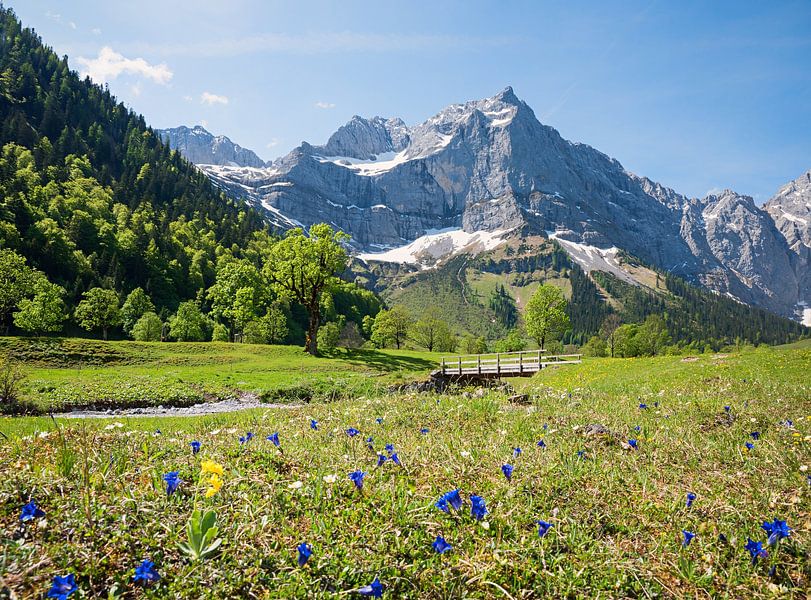 Enzianwiese am Ahornboden im Karwendel von SusaZoom