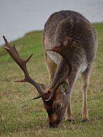 Large male fallow deer
