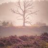 Sunrise on the Posbank (dead tree) by Nicky Kapel