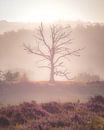 Sunrise on the Posbank (dead tree) by Nicky Kapel thumbnail