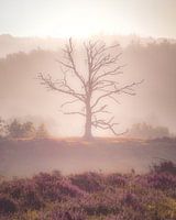 Sunrise on the Posbank (dead tree)