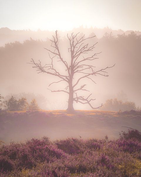 Sonnenaufgang auf der Posbank (toter Baum) von Nicky Kapel