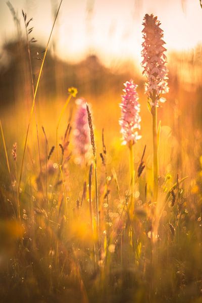 Orchidées sauvages en contre-jour à Texel par Andy Luberti