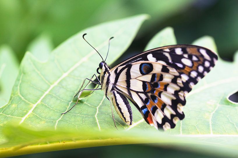 Chequered Swallowtail by André Scherpenberg