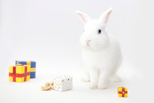 White rabbit