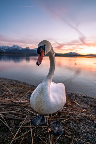 nieuwsgierige zwaan aan de Hopfensee bij zonsondergang