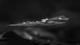 Tropfen auf einem Blatt von Masselink Portfolio