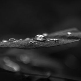 Drops on a leaf by Masselink Portfolio