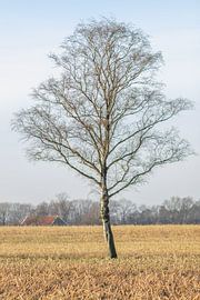 solitary birch by Hans Monasso