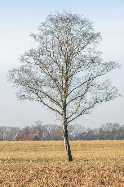 bouleau solitaire par Hans Monasso