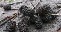 Nature: fallen Elzepropjes 