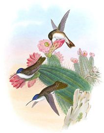Violet-Crown, John Gould by Hummingbirds