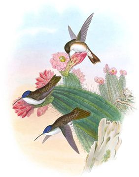 Violet-Crown, John Gould van Hummingbirds