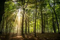 Lever de soleil dans la forêt par Annemarie Goudswaard Aperçu