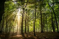 Sunrise in the forest