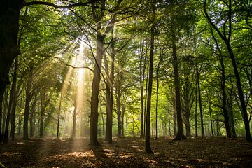 Lever de soleil dans la forêt sur Annemarie Goudswaard