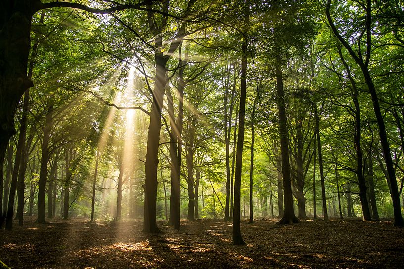 Lever de soleil dans la forêt par Annemarie Goudswaard