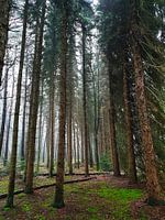 Koniferen im Herbst