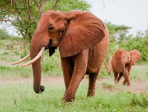 Elefant mit Jungtier von Alex Hiemstra