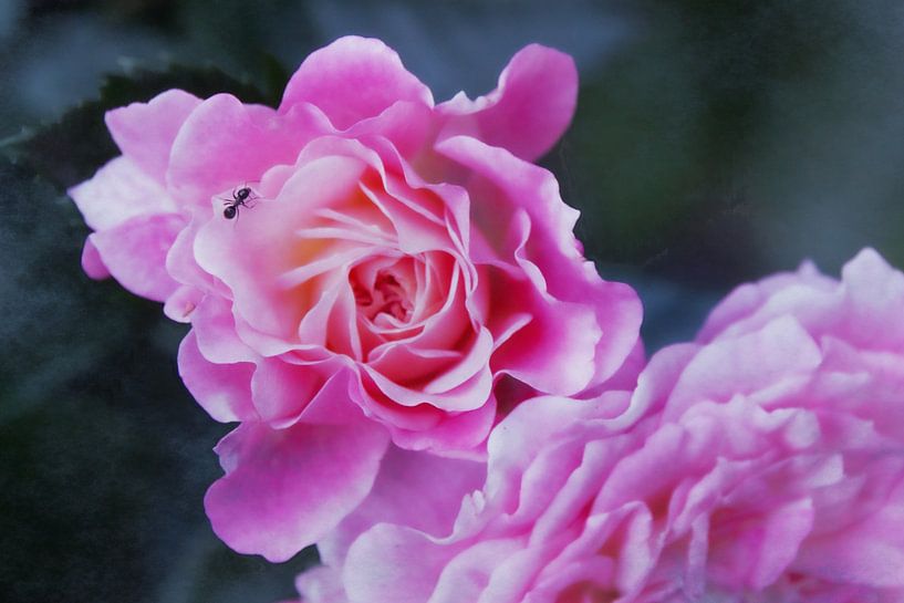 Ameise auf Rosenblüte von Christine Bässler